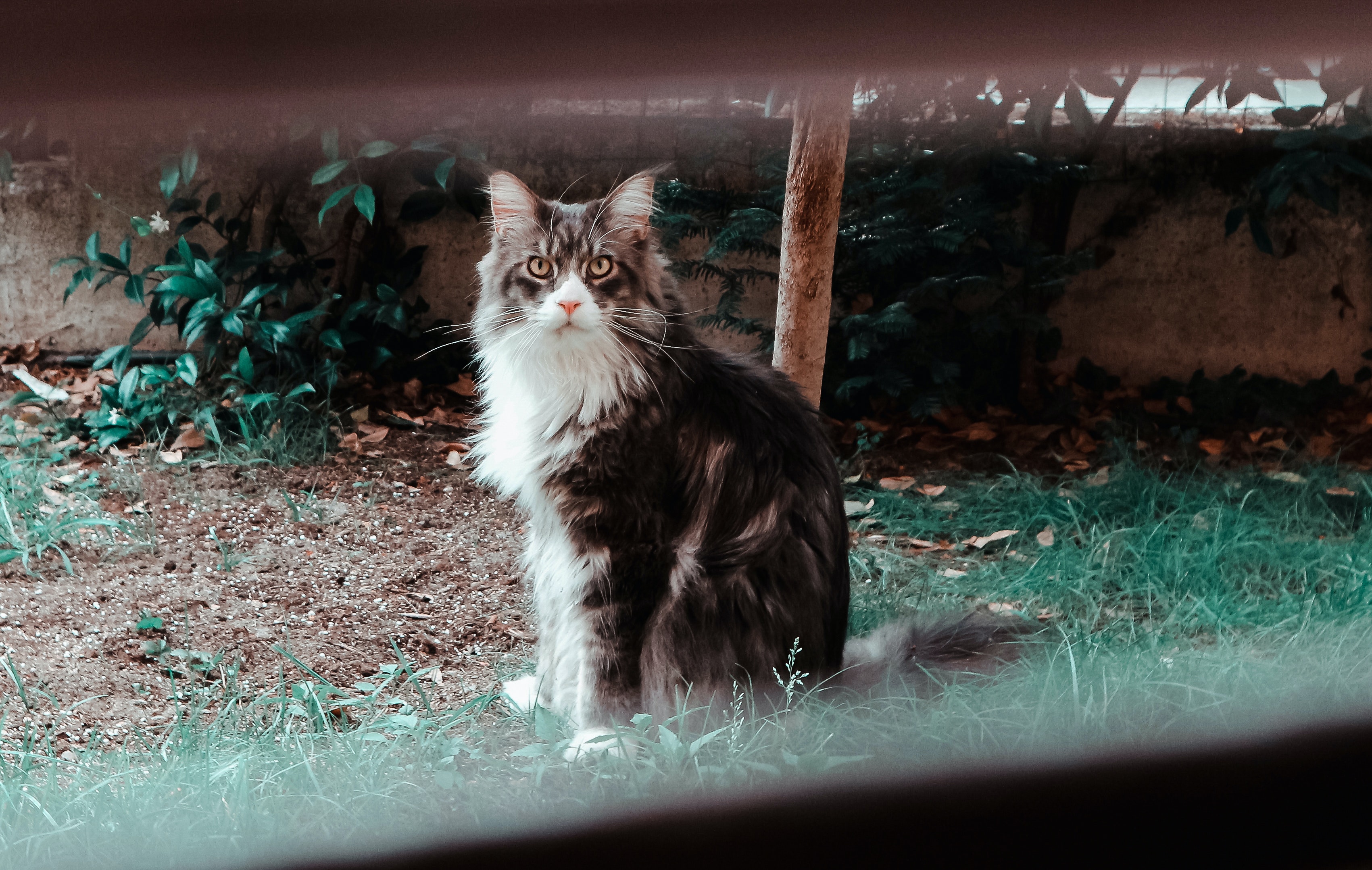 Stray cat staring deals at me